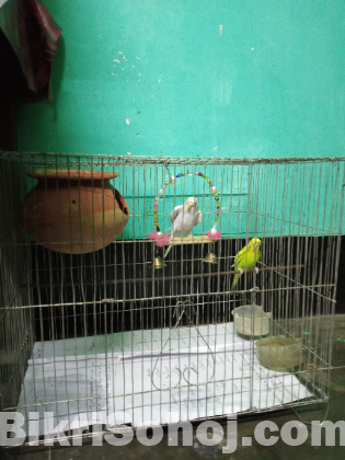 বাজিগর পাখি